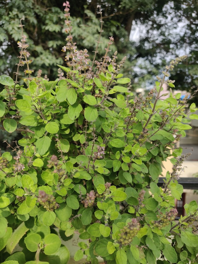 Tulsi Leaf